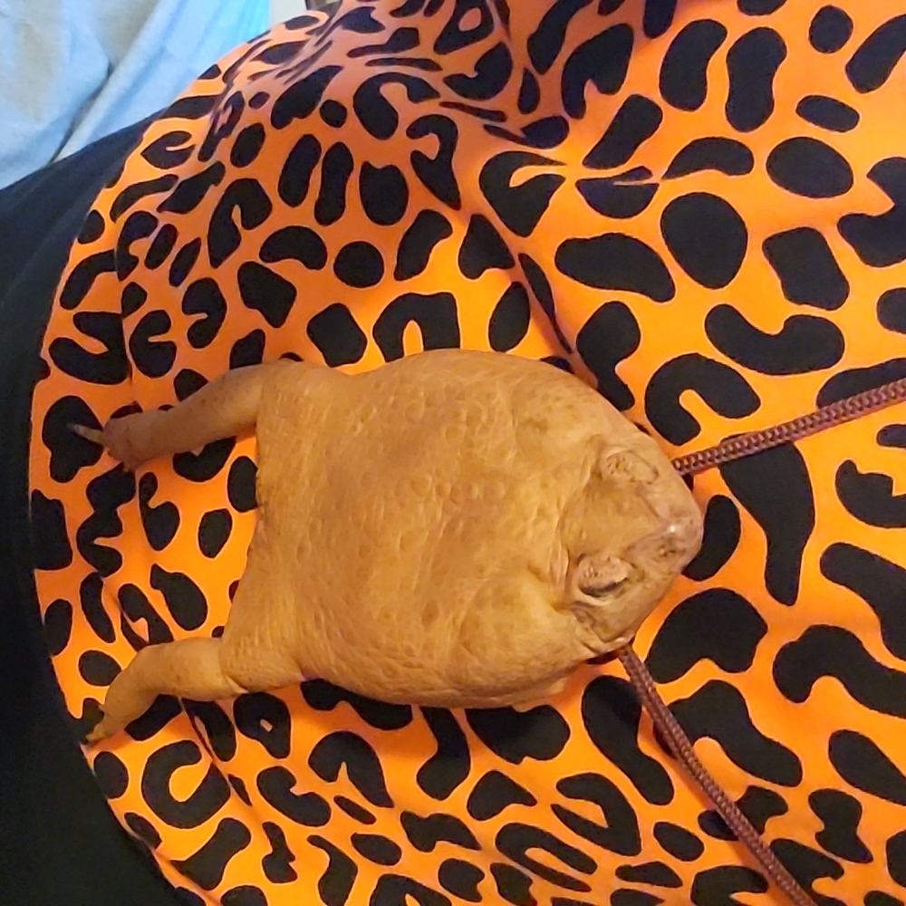 Real Cane Toad Coin ID Purse NWOT